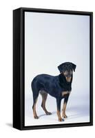 Rottweiler-DLILLC-Framed Stretched Canvas
