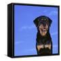 Rottweiler-DLILLC-Framed Stretched Canvas