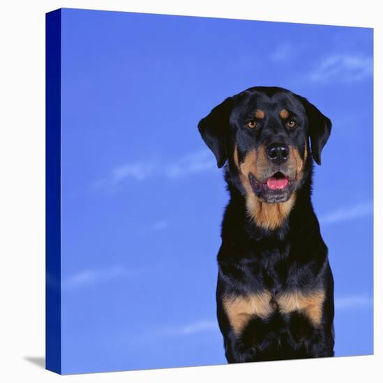 Rottweiler-DLILLC-Stretched Canvas