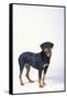 Rottweiler-DLILLC-Framed Stretched Canvas
