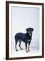 Rottweiler-DLILLC-Framed Photographic Print