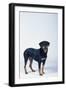 Rottweiler-DLILLC-Framed Photographic Print