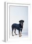 Rottweiler-DLILLC-Framed Photographic Print