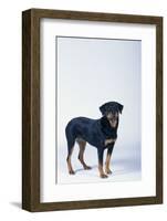 Rottweiler-DLILLC-Framed Photographic Print