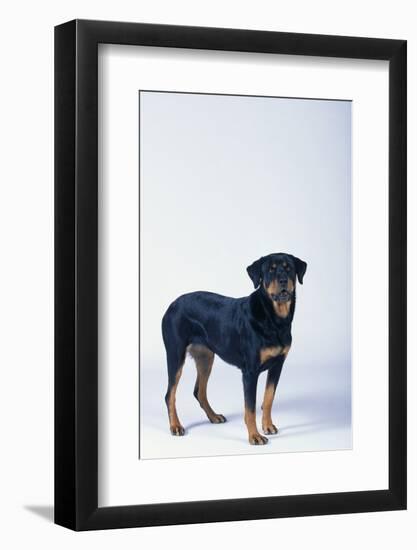 Rottweiler-DLILLC-Framed Photographic Print