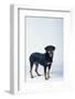 Rottweiler-DLILLC-Framed Photographic Print