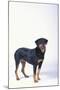 Rottweiler-DLILLC-Mounted Photographic Print