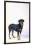 Rottweiler-DLILLC-Framed Photographic Print