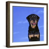 Rottweiler-DLILLC-Framed Photographic Print