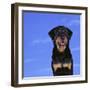 Rottweiler-DLILLC-Framed Photographic Print