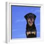 Rottweiler-DLILLC-Framed Photographic Print