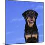 Rottweiler-DLILLC-Mounted Photographic Print