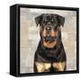 Rottweiler-Keri Rodgers-Framed Stretched Canvas