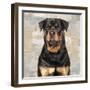 Rottweiler-Keri Rodgers-Framed Art Print