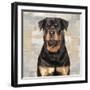 Rottweiler-Keri Rodgers-Framed Art Print