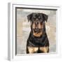 Rottweiler-Keri Rodgers-Framed Art Print