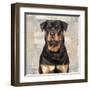 Rottweiler-Keri Rodgers-Framed Art Print
