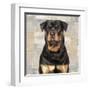 Rottweiler-Keri Rodgers-Framed Art Print