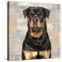 Rottweiler-Keri Rodgers-Stretched Canvas