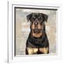 Rottweiler-Keri Rodgers-Framed Art Print