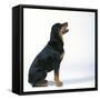 Canvas Black