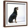 Brown Frame