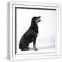 White Frame