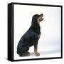 Canvas Black