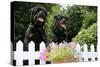 Rottweilers Looking over Fence-null-Stretched Canvas