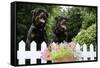 Rottweilers Looking over Fence-null-Framed Stretched Canvas