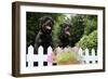 Rottweilers Looking over Fence-null-Framed Photographic Print