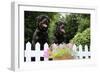 Rottweilers Looking over Fence-null-Framed Photographic Print