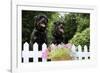 Rottweilers Looking over Fence-null-Framed Photographic Print