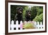 Rottweilers Looking over Fence-null-Framed Photographic Print