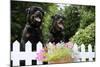 Rottweilers Looking over Fence-null-Mounted Photographic Print