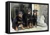 Rottweilers Sitting by Door-null-Framed Stretched Canvas