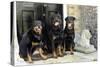 Rottweilers Sitting by Door-null-Stretched Canvas