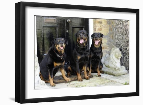 Rottweilers Sitting by Door-null-Framed Photographic Print