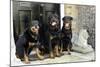 Rottweilers Sitting by Door-null-Mounted Photographic Print