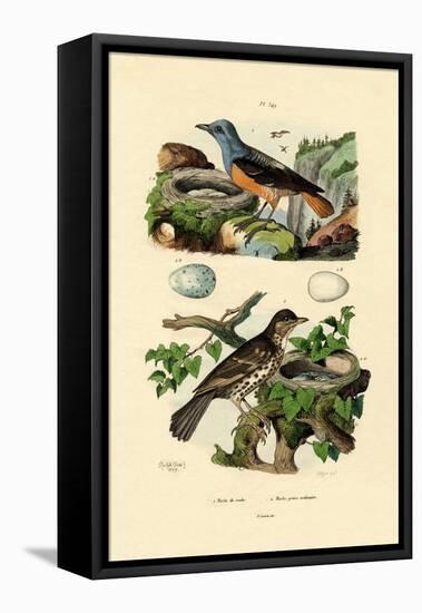 Roufus-Tailed Rock-Thrush, 1833-39-null-Framed Stretched Canvas