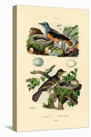 Roufus-Tailed Rock-Thrush, 1833-39-null-Stretched Canvas