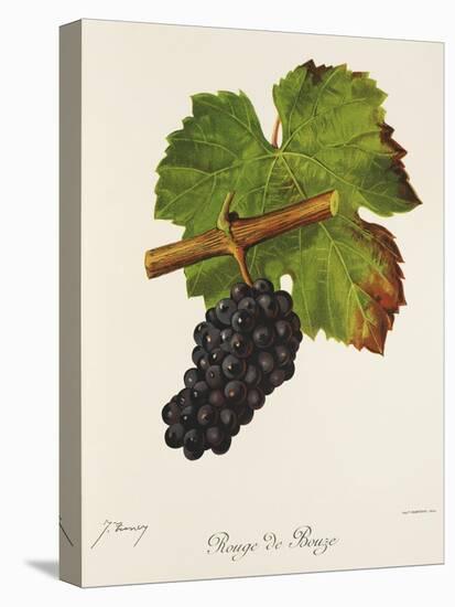 Rouge De Bouze Grape-J. Troncy-Stretched Canvas