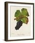 Rouge De Bouze Grape-J. Troncy-Framed Giclee Print