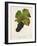 Rouge De Bouze Grape-J. Troncy-Framed Giclee Print