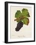 Rouge De Bouze Grape-J. Troncy-Framed Giclee Print