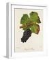 Rouge De Bouze Grape-J. Troncy-Framed Giclee Print