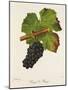 Rouge De Bouze Grape-J. Troncy-Mounted Giclee Print