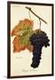 Rouge Du Valais Grape-A. Kreyder-Framed Giclee Print