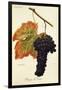 Rouge Du Valais Grape-A. Kreyder-Framed Giclee Print