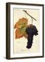 Rouge Du Valais Grape-A. Kreyder-Framed Giclee Print